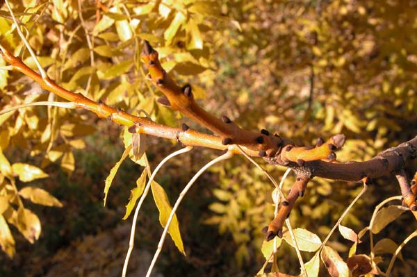fraxinus excelsior jaspidea 04