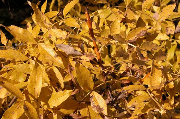 fraxinus excelsior jaspidea 06