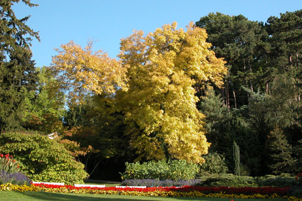 fraxinus excelsior jaspidea 07