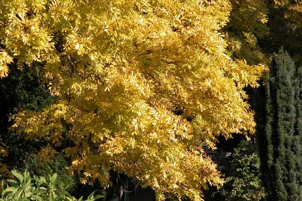 fraxinus excelsior jaspidea 08