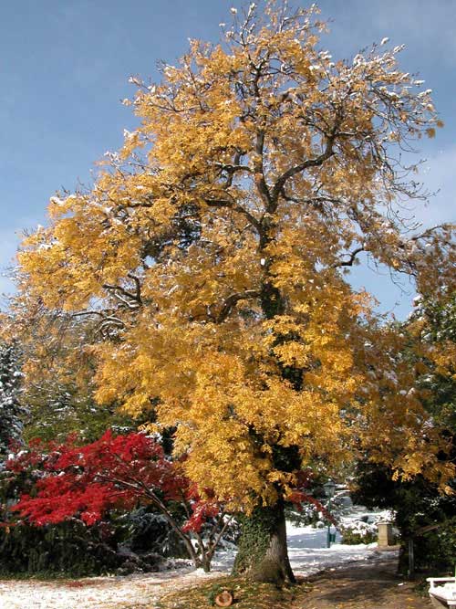 fraxinus excelsior jaspidea 09