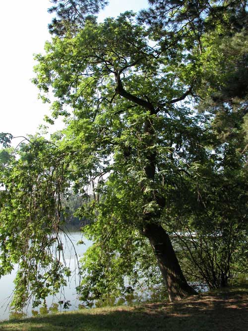 fraxinus excelsior pendula 01