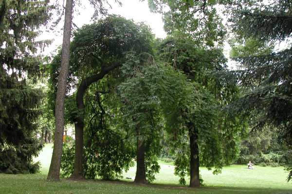 fraxinus excelsior pendula 02