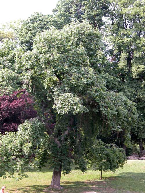 fraxinus excelsior pendula 03