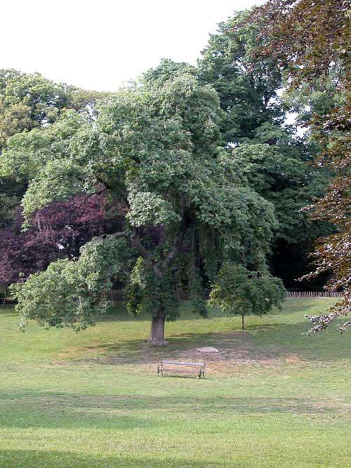fraxinus excelsior pendula 04