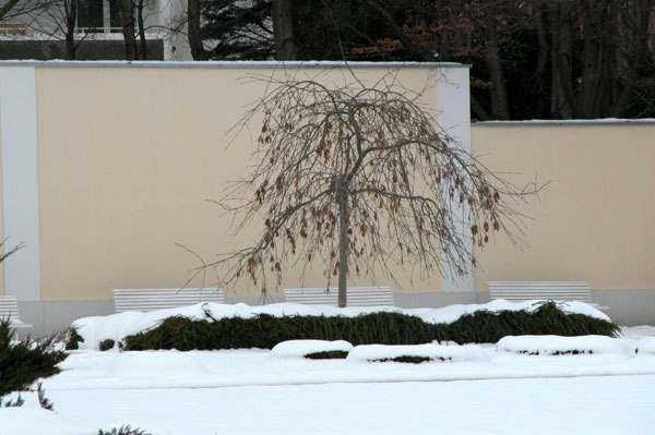 fraxinus excelsior pendula 06