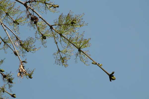 fraxinus excelsior pendula 07