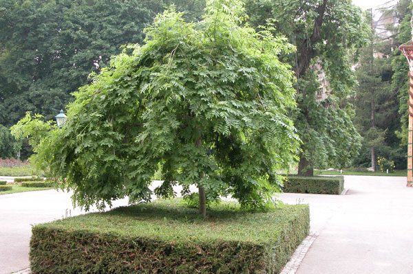 fraxinus excelsior pendula 09