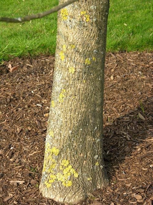 fraxinus latifolia 01