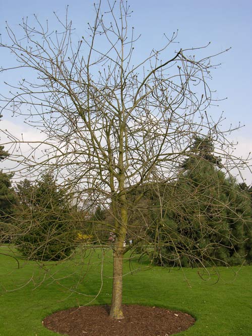 fraxinus latifolia 02