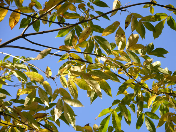 fraxinus mandshurica 1