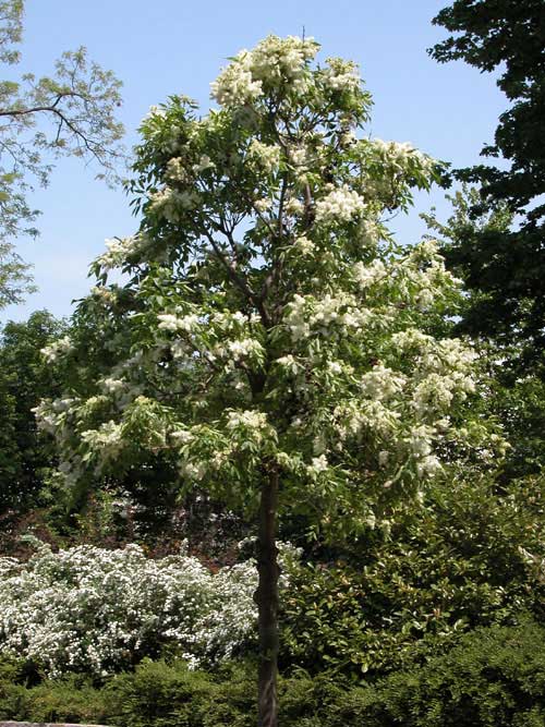 fraxinus ornus 01
