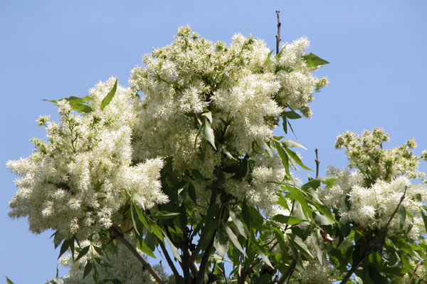 fraxinus ornus 02