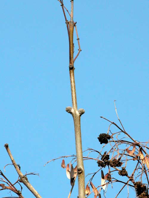 fraxinus ornus 04