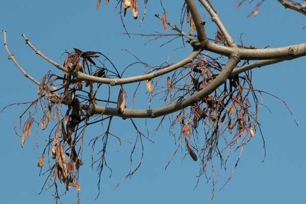fraxinus ornus 06