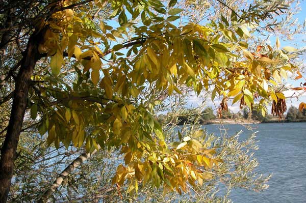 fraxinus pennsylvanica 01