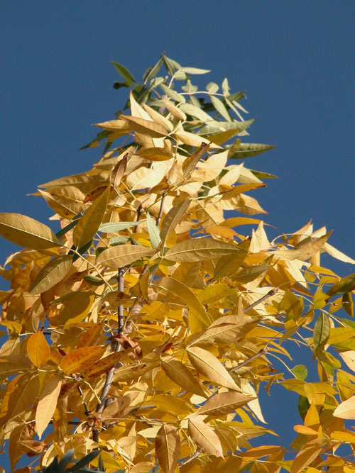 fraxinus pennsylvanica 02