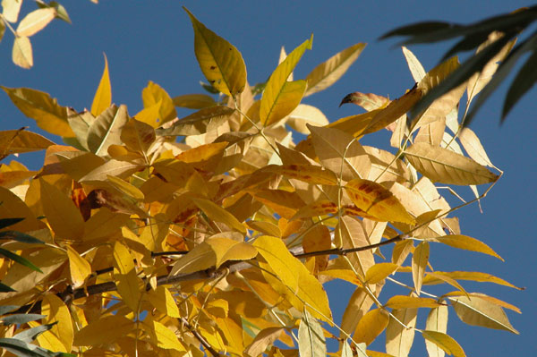 fraxinus pennsylvanica 03
