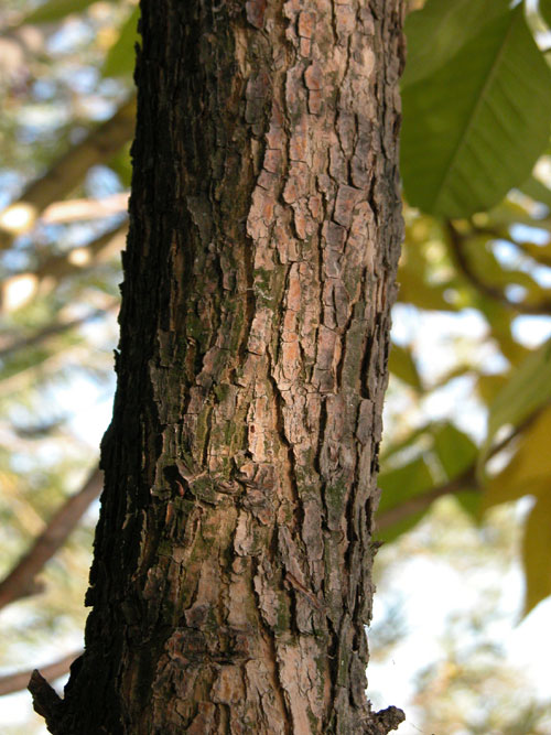 fraxinus pennsylvanica 04