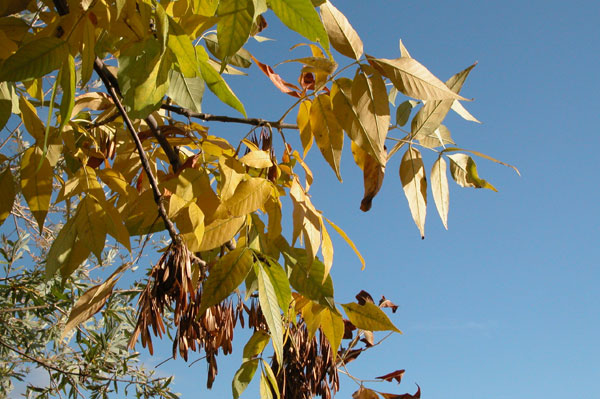 fraxinus pennsylvanica 05