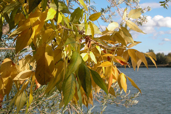 fraxinus pennsylvanica 06