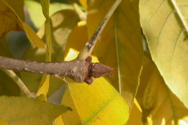 fraxinus pennsylvanica 07