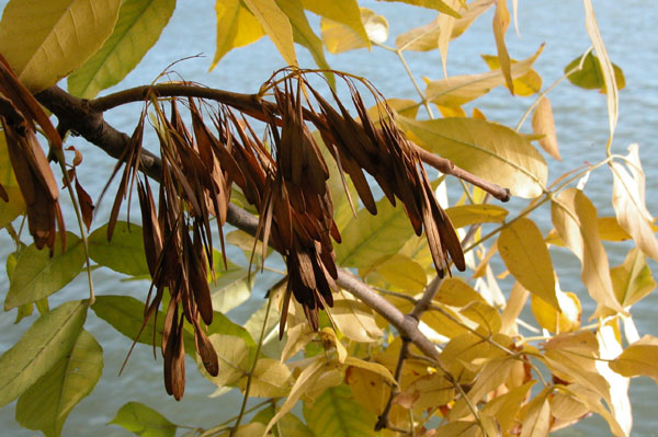 fraxinus pennsylvanica 08