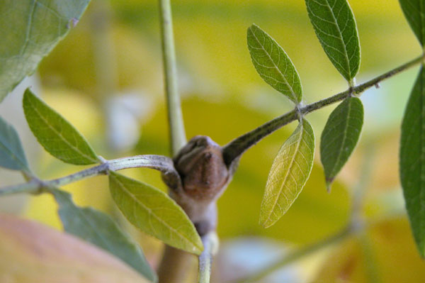 fraxinus pennsylvanica 09