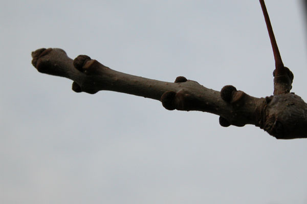 fraxinus pennsylvanica 10