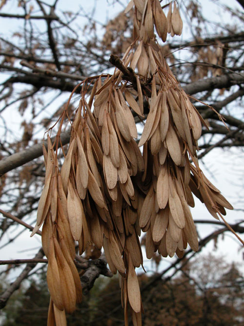 fraxinus pennsylvanica 11