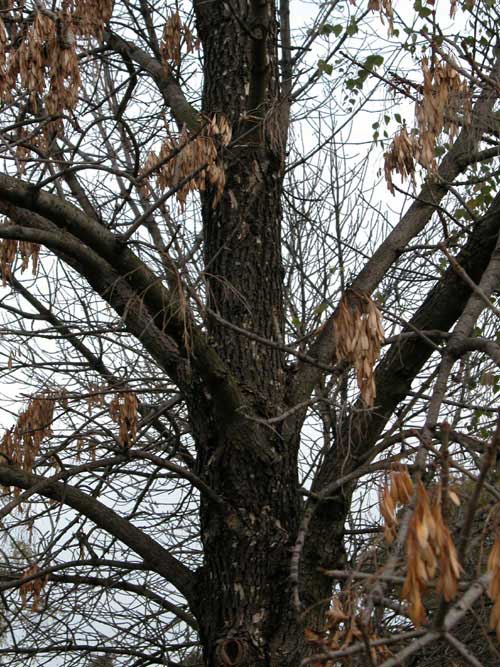 fraxinus pennsylvanica 12