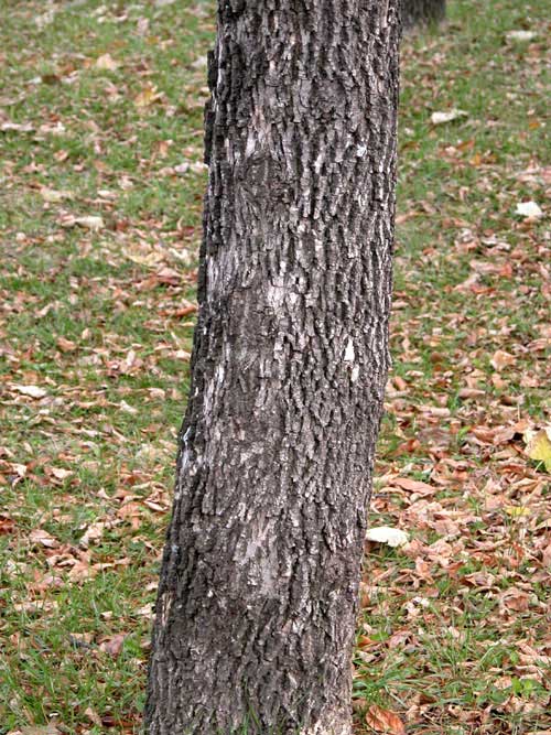 fraxinus pennsylvanica 13