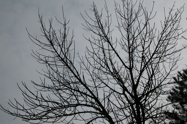 fraxinus pennsylvanica 14