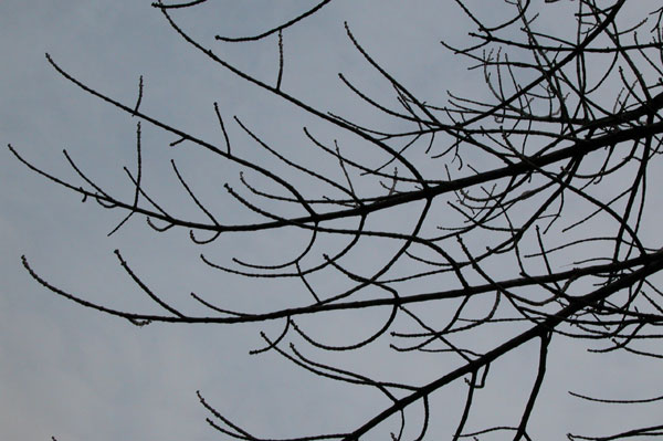 fraxinus pennsylvanica 15