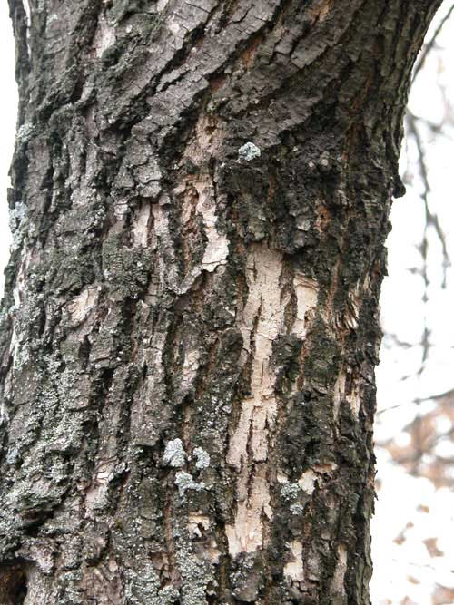 fraxinus pennsylvanica 16
