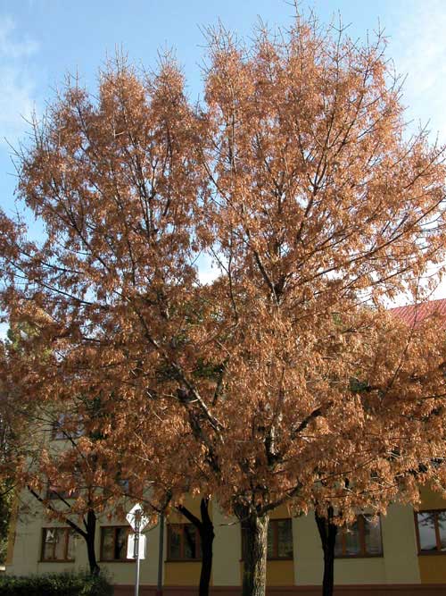 fraxinus pennsylvanica 17