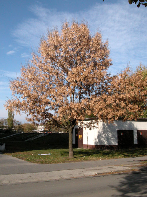fraxinus pennsylvanica 18
