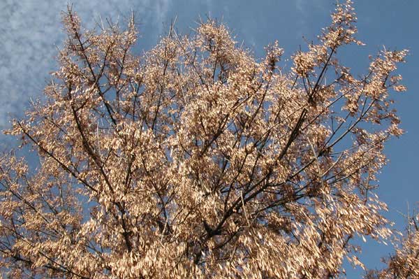 fraxinus pennsylvanica 19