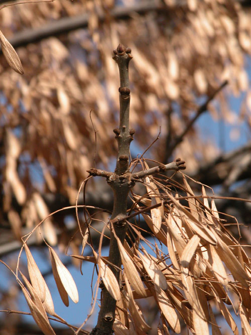 fraxinus pennsylvanica 20