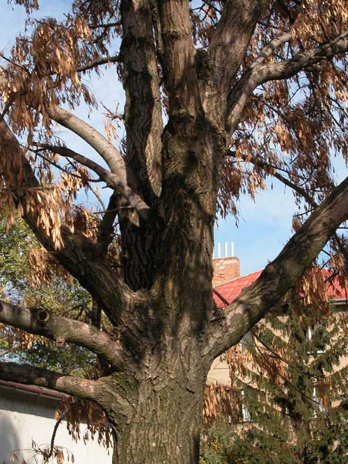 fraxinus pennsylvanica 21