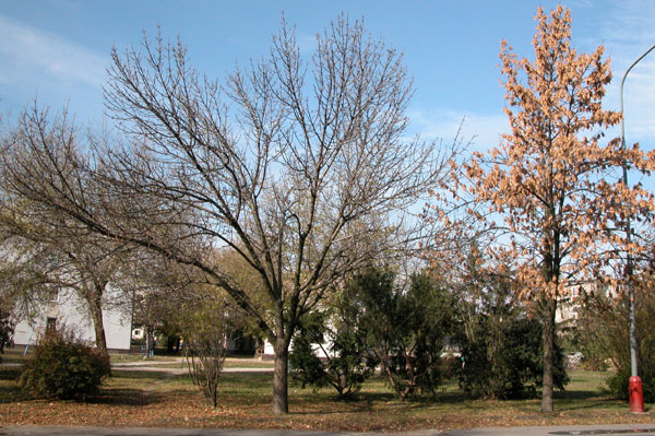 fraxinus pennsylvanica 22