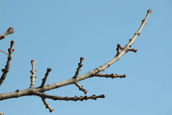 fraxinus pennsylvanica 23