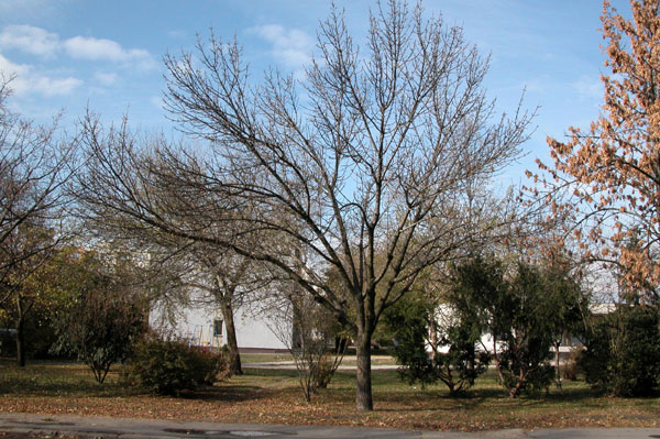 fraxinus pennsylvanica 25