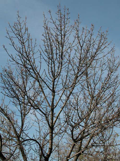 fraxinus pennsylvanica 26