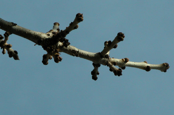 fraxinus pennsylvanica 27