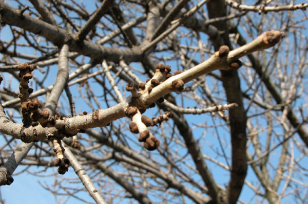 fraxinus pennsylvanica 28