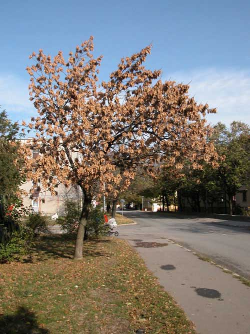 fraxinus pennsylvanica 29