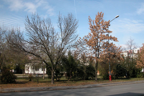 fraxinus pennsylvanica 30