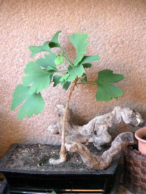 ginkgo biloba bon 01
