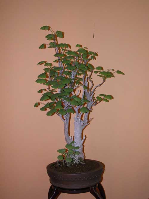 ginkgo biloba bon 02